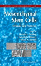 Mesenchymal Stem Cells