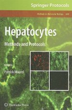 Hepatocytes