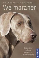 Weimaraner