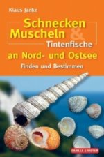 Schnecken, Muscheln & Tintenfische an Nord- und Ostsee