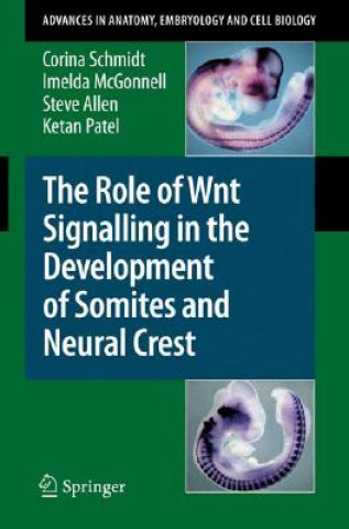 Role of Wnt Signalling in the Development of Somites and Neural Crest