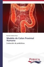 Modelo de Colon Proximal Humano