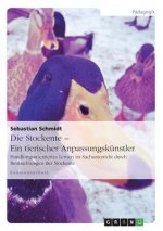 Stockente - ein tierischer Anpassungskunstler
