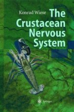 Crustacean Nervous System