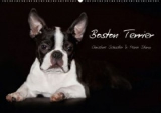 Boston Terrier (Posterbuch DIN A4 quer)