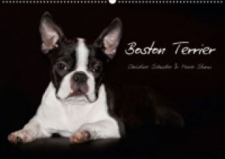 Boston Terrier (Posterbuch DIN A3 quer)