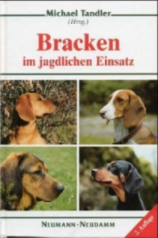 Bracken im jagdlichen Einsatz