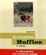 Der Europäische Mufflon