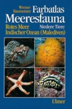 Farbatlas Meeresfauna. Rotes Meer, Indischer Ozean (Malediven) / Niedere Tiere