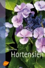 Hortensien