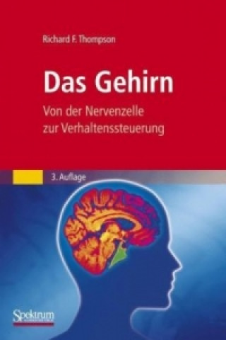 Das Gehirn