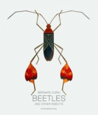 Bugs and Other Insects