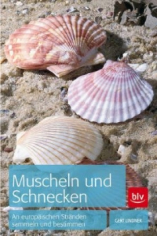 Muscheln und Schnecken