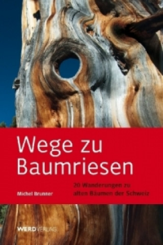 Wege zu Baumriesen