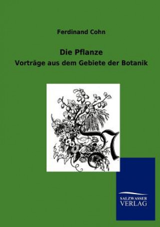 Pflanze