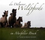 Die Dülmener Wildpferde im Merfelder Bruch