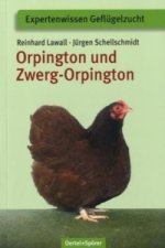 Orpington und Zwerg-Orpington