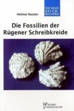 Die Fossilien der Rügener Schreibkreide