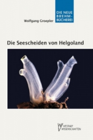 Die Seescheiden von Helgoland