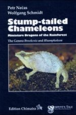 Stump-tailed Chameleons