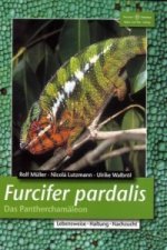 Furcifer pardalis