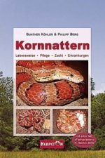 Kornnattern