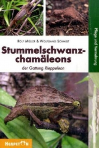 Stummelschwanzchamäleons