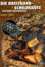 Die Breitrandschildkröte