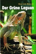 Der Grüne Leguan im Terrarium