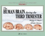 Human Brain During the Third Trimester