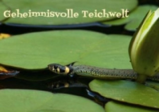 Geheimnisvolle Teichwelt (Posterbuch DIN A2 quer)