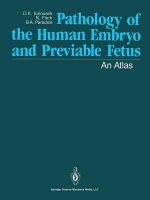 Pathology of the Human Embryo and Previable Fetus