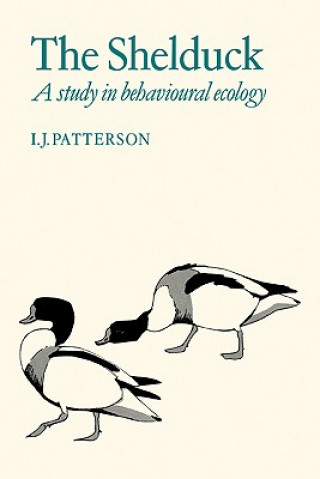 Shelduck