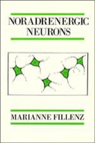 Noradrenergic Neurons