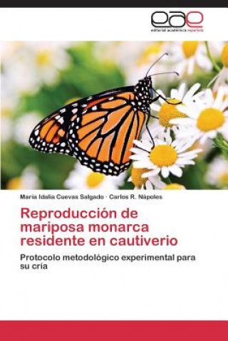 Reproduccion de mariposa monarca residente en cautiverio