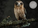 Beautiful Owls Notecard Set