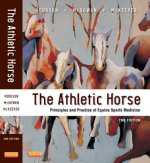 Athletic Horse