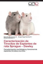 Caracterizacion de Tirocitos de Explantes de rata Sprague - Dawley
