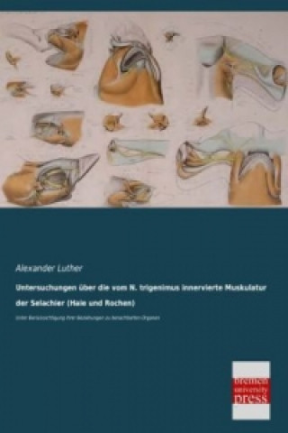 Untersuchungen über die vom N. trigenimus innervierte Muskulatur der Selachier (Haie und Rochen)