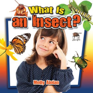 What is an insect?