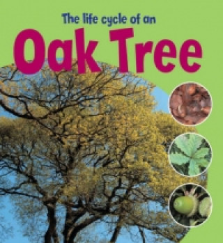 Learning About Life Cycles: The Life Cycle of an Oak Tree