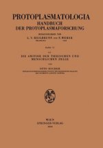 Amitose Der Tierischen Und Menschlichen Zelle