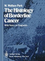 Histology of Borderline Cancer