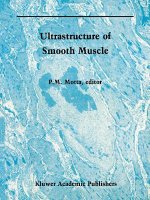 Ultrastructure of Smooth Muscle