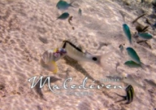 Unterwasserwelt der Malediven III (Posterbuch DIN A3 quer)