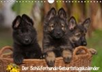 Der Schäferhunde-Geburtstagskalender (Wandkalender immerwährend DIN A4 quer)