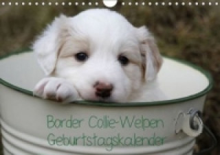 Border Collie-Welpen Geburtstagskalender (Wandkalender immerwährend DIN A4 quer)