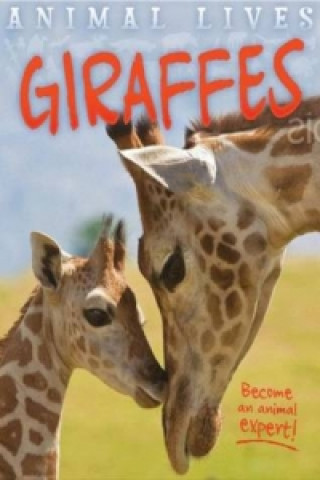 Animal Lives Giraffes