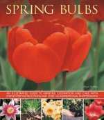 Spring Bulbs