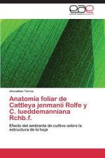 Anatomia foliar de Cattleya jenmanii Rolfe y C. lueddemanniana Rchb.f.